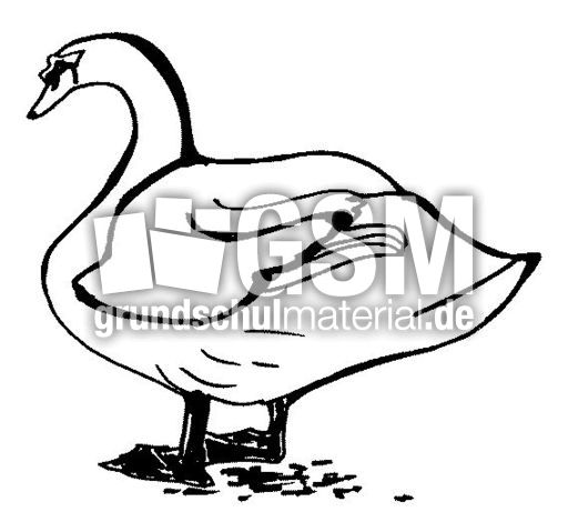 Gans1.jpg